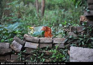 青草田园在线视频,探寻自然之美，感受田园生活