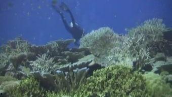 海底世界在线视频看,一次沉浸式海底世界之旅