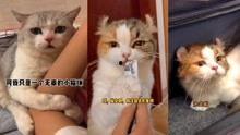 猫咪在线视频在线视频,猫咪在线视频盘点